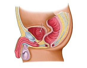 Source: medicalimages.com. Testicle shown in purple with epididymis running along back.