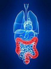 The Human Bowel. Image from medicalimages.com
