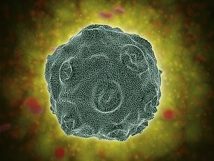 HPV. Source: medicalimages.com